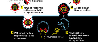 Därför är deltavarianten så smittsam