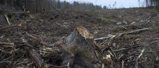 Snabba klimatåtgärder – förbjud kalhyggen