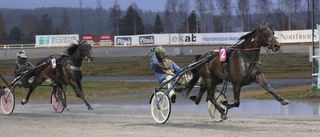 Tio miljoner till en GS75-vinnare på Bodentravet – Månsson krönte succéhelgen med en jätteskräll