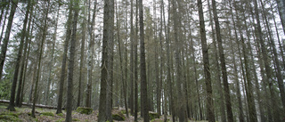 Kärleken till granen gör skogen sårbar