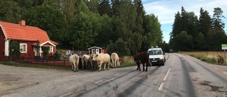 Nötkreatur på rymmen utanför Gnesta 