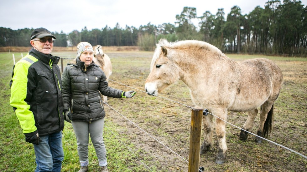 Leif och Christina Engman har 33 fjordhästar i hagarna vid Knuts i Väskinde. De firar nyårsaftons tolvslag tillsammans med hästarna i hagen.