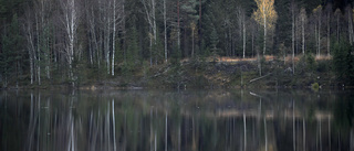 Skogsutredningen gör ingen nöjd