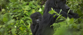 Nationalpark med bergsgorillor attackerad