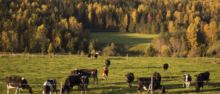 Fler betande djur är bra för biologisk mångfald