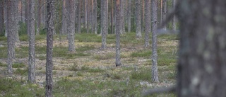 Högre pris på skogsmark