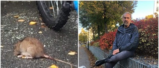 Skräcken: Kattungar var klump med råttor • Har invaderat gatan: "De är stora som as"