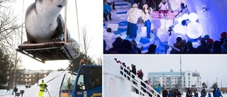 Luleås tinande känsla för is