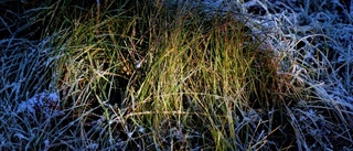 Första frostnatten på Gotland - eller?