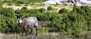 Lamm och ensegel en augustimorgon