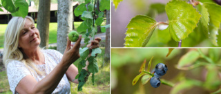 Hon tipsar hur du lever gratis av naturen: Gör egen tvål och mat 