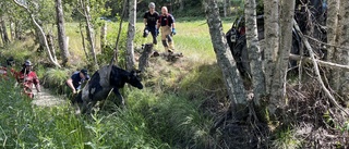 VIDEO: Här drar räddningstjänsten upp djuren ur leran