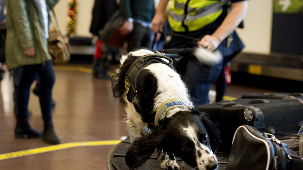 
En arkivbild med en narkotikahund på Arlanda flygplats.