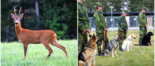 Råbock distraherar militärhundarna – nu får den skjutas