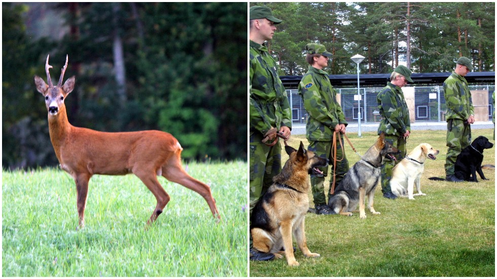 En råbock har tagit sig in på det skyddade området och stör utbildningen av militärhundar. Råbocken på bilden är fotad i ett annat sammanhang.