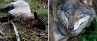 Traumatiskt att se sina djur sönderslitna av varg