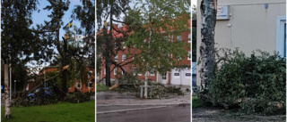 Arvidsjaur och Arjeplog i stormens öga