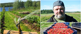 Uselt jordgubbsår för några av länets odlare