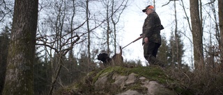 Friska grisar och sjuka svin