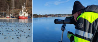 Tusentals dykänder dök upp – när Gamlebyviken frös till is