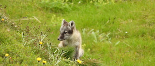 Sommarens valplycka ger hopp för fjällräven