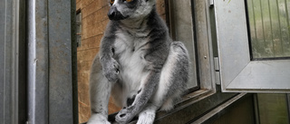 Lemur på tur infångad efter tre dagars frihet