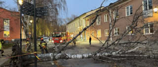 Stormen tog träd i centrala Enköping