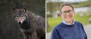 Skyddsjakt på varg behövs direkt efter angrepp 