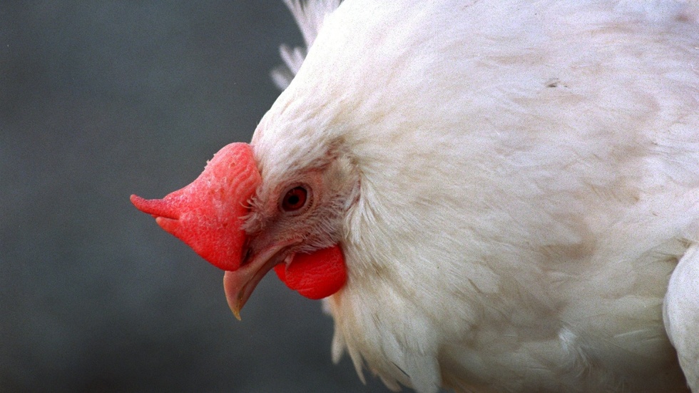 Den som har fjäderfän, det vill säga fåglar som föds upp för avel, kött- eller äggproduktion, har många regler att följa. Bilden är inte tagen på den aktuella gården. 