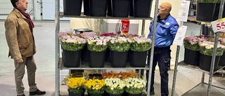 Här är Sanremos vapen i blomsterkriget