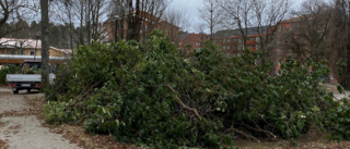 Därför tas rhododendron ner i Stadsparken