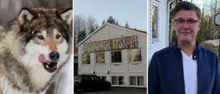 Barn fick stanna inne på skola – efter larm om varg på fotbollsplan