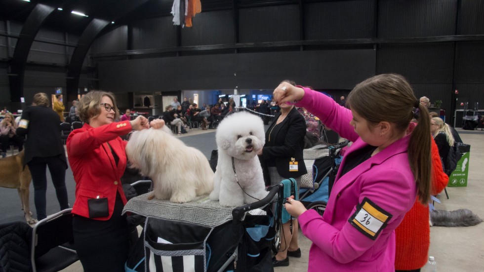 Anita Pasma och dottern Wilma Pasma, Boden, fixade till Elvis av rasen bichon havanais och Ralph av rasen bichon frisé. "De är vana att vara på utställningar, de har ställts ut sedan de var små" berättade Anita.