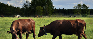 Djurägaren förklarar varför ko blev liggande