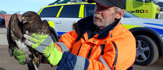 Skadad ormvråk hittades på soptippen i Kalix