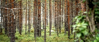 Föreslår att skogen blir resultatenhet