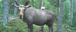 Forskare tror att älgar gömmer sig under jakten – men får kritik av jaktgubbar • "Många tror att det bara är en dum älg"