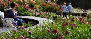 Prinsen tappade sin arvsrätt men blev blomsterkung av Mainau