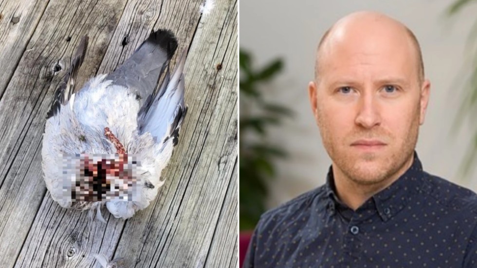 Gustav Averhed är biträdande statsveterinär på SVA. Han slår fast att fåglarna dödats av trubbigt trauma och virus.