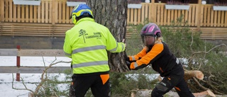 Därför ska du anlita experthjälp vid trädfällning