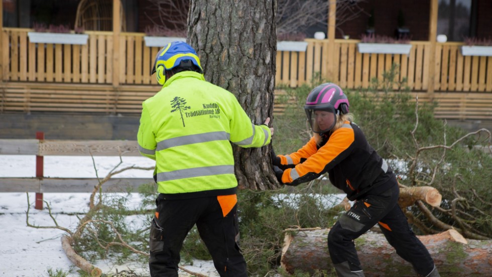 Kuddby Trädfällning är etablerade i branschen sedan lång tid tillbaka.