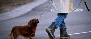 Dömd för djurplågeri – får ändå behålla sin hund