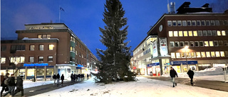 Rekordgranen på plats i centrum: "Tänk att vi fick en sådan fin"