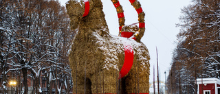 Gävlebocken är på plats