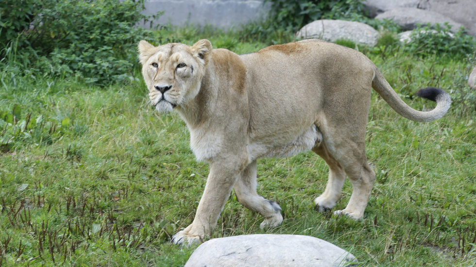 I Italien sattes orten Ladispoli i beredskap sedan ett cirkuslejon rymt. Lejonet på bilden hör hemma på Aalborg Zoo. Arkivbild.