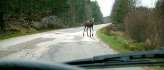 Skogens konung är inte trafikens