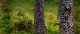 Låt ägarna bruka skogen