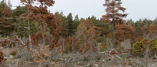 ”Fortsatt kalkbrytning – katastrof för skogsbruk”