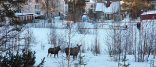 Här tar älgarna en morgonpromenad på Bergviken