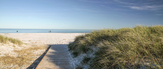 Fynd på dansk strand: Illaluktande jättepenis